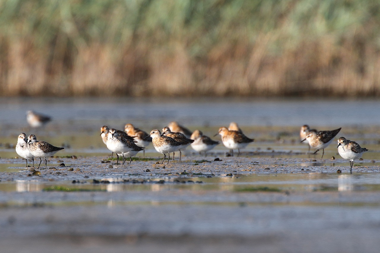 Our migratory bird protection area Pantani Cuba & Longarini - Bild 2